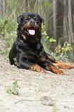 ROTTWEILER 230